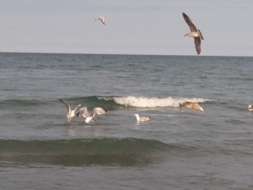  - Venus septembrie 2017