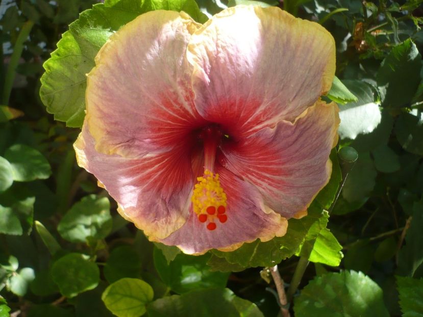 15.09.2017 - HIBISCUSI 2017-4