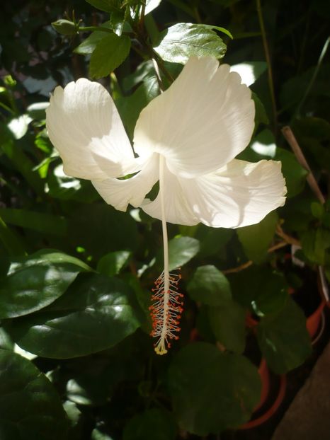 P1340937 - HIBISCUSI 2017-4