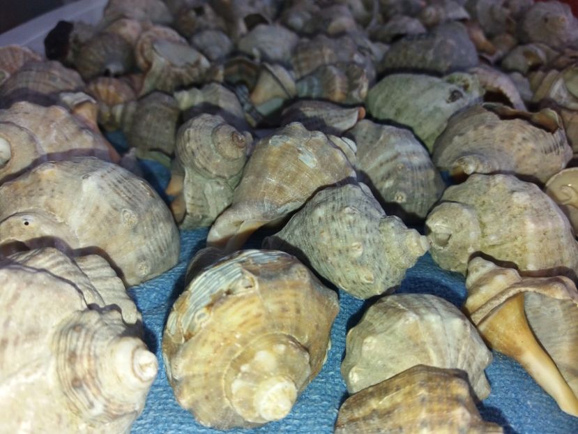  - Venus septembrie 2017