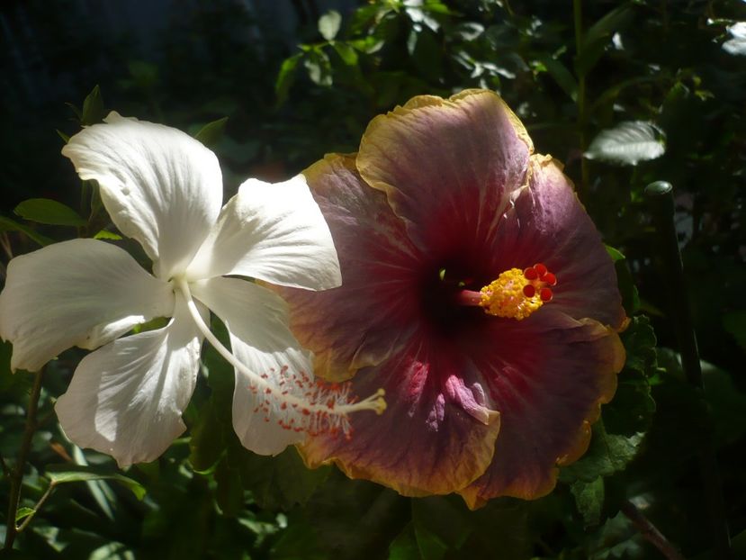 P1340943 - HIBISCUSI 2017-4