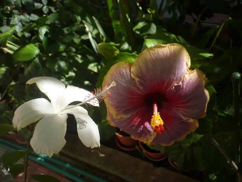 P1340945 - HIBISCUSI 2017-4