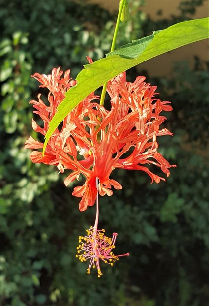  - Hibiscusi