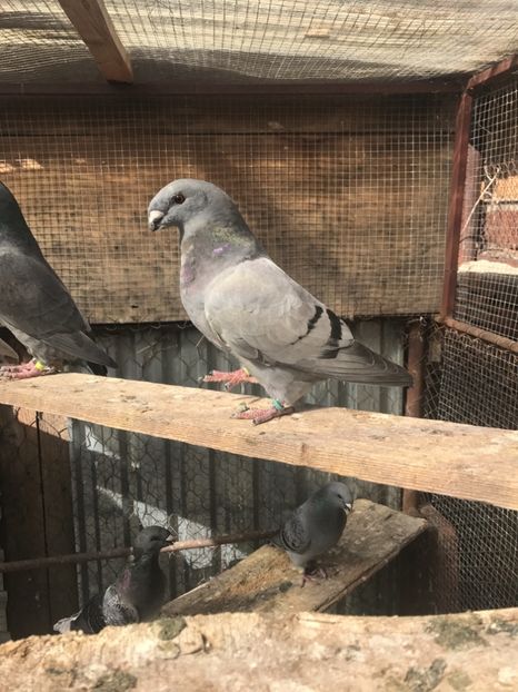 Vandut Braila - DE Vânzare 50-200 lei