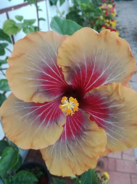  - 2017 Tahitian Purple Passion