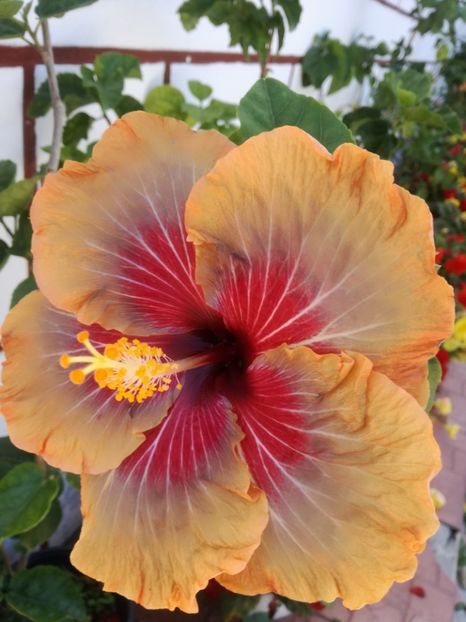  - 2017 Tahitian Purple Passion