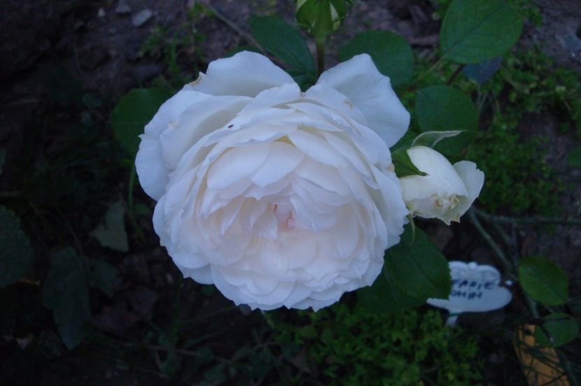  - Stephanie Baronin zu Guttenberg