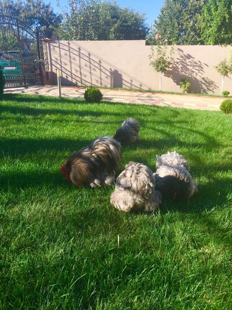  - COCHI PITIC ALBASTRU 2018