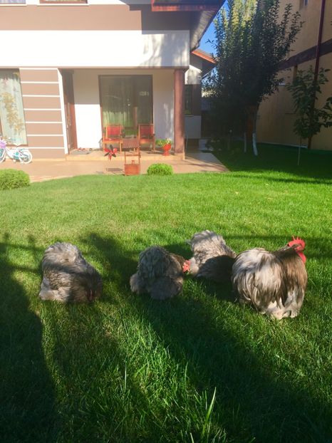  - COCHI PITIC ALBASTRU 2018