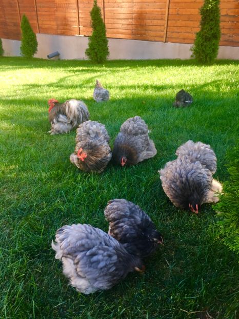  - COCHI PITIC ALBASTRU 2018