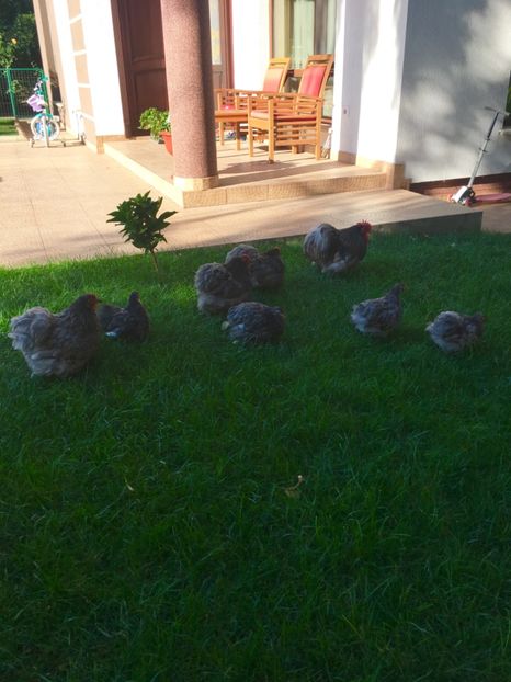  - COCHI PITIC ALBASTRU 2018