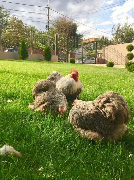  - COCHI PITIC HERMINAT INCHIS 2018