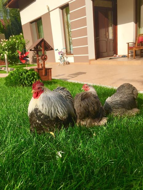  - COCHI PITIC HERMINAT INCHIS 2018