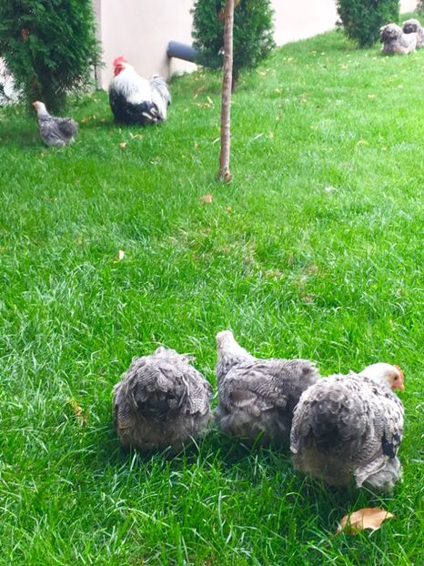  - COCHI PITIC HERMINAT INCHIS 2018