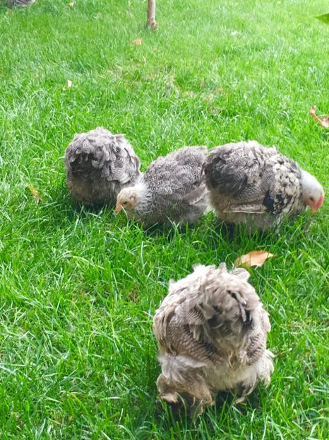  - COCHI PITIC HERMINAT INCHIS 2018