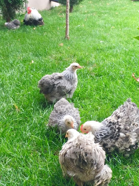  - COCHI PITIC HERMINAT INCHIS 2018