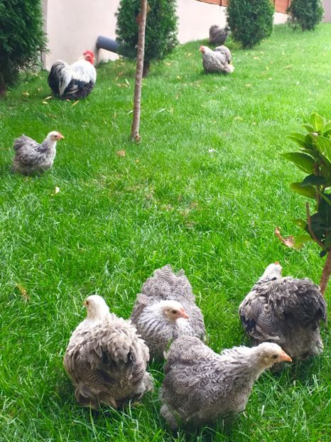  - COCHI PITIC HERMINAT INCHIS 2018