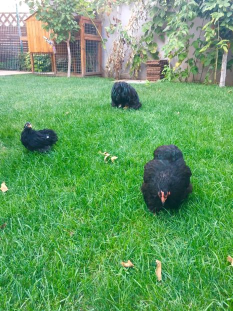  - COCHI PITIC NEGRU 2018