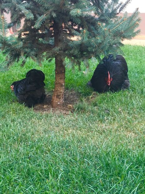  - COCHI PITIC NEGRU 2018