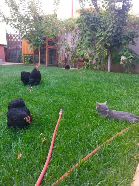  - COCHI PITIC NEGRU 2018