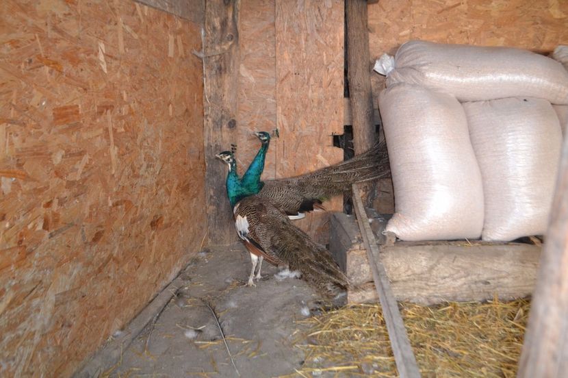  - De vanzare pauni baltati din 2016