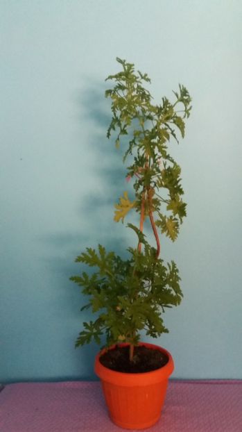  - Graveolenns Rose Citronella