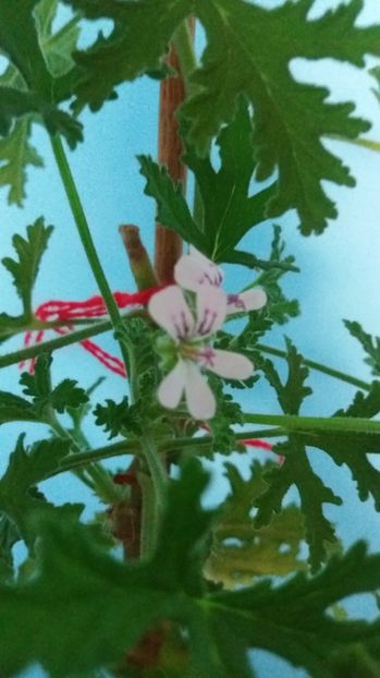  - Graveolenns Rose Citronella