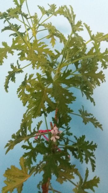  - Graveolenns Rose Citronella