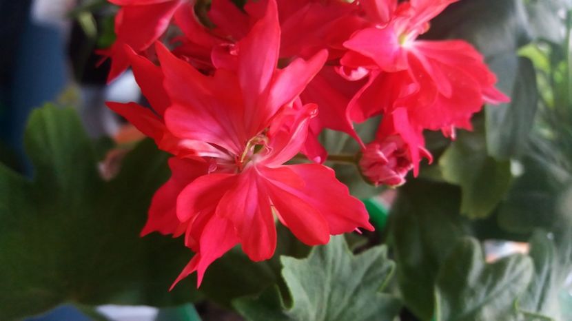  - Chine pelagonium stea