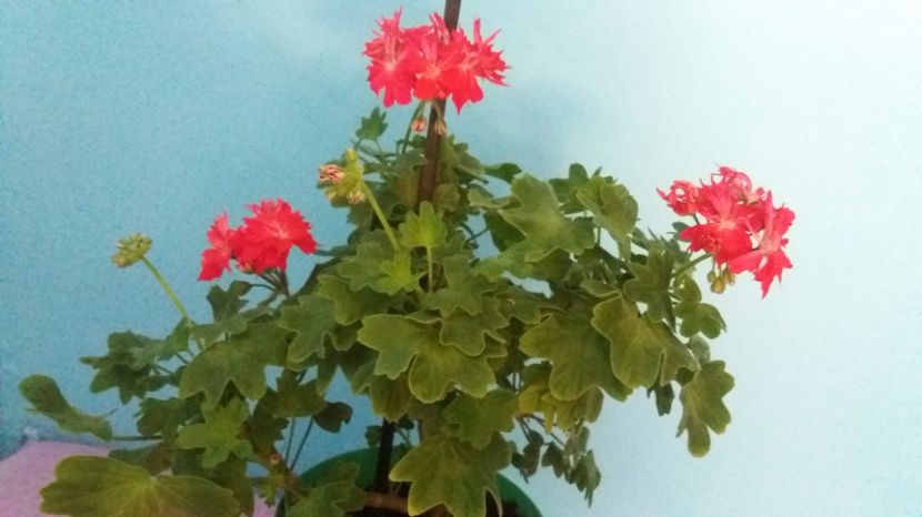  - Chine pelagonium stea