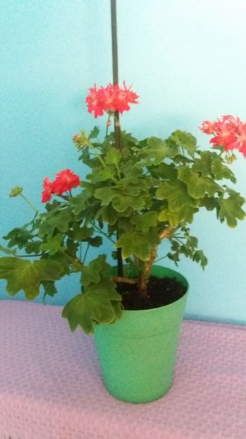  - Chine pelagonium stea