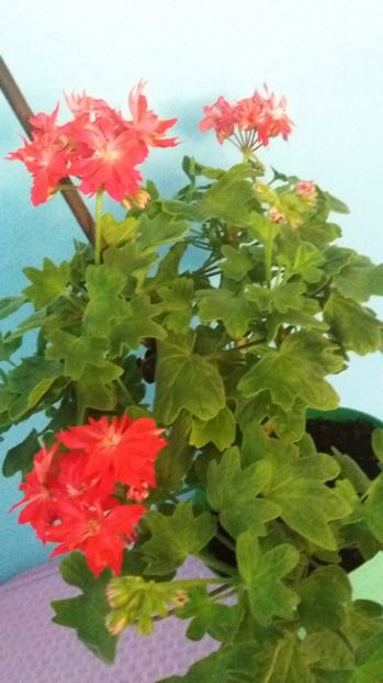  - Chine pelagonium stea