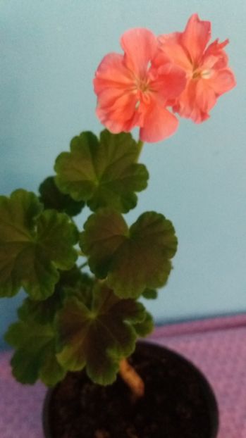  - Black Velvet Samon