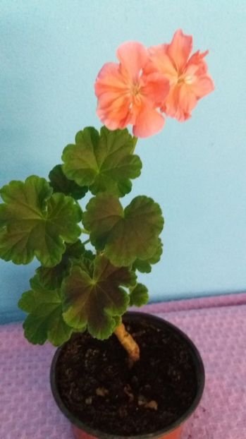  - Black Velvet Samon