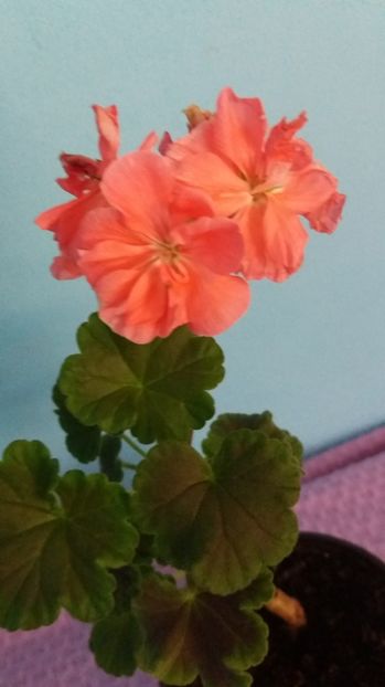  - Black Velvet Samon