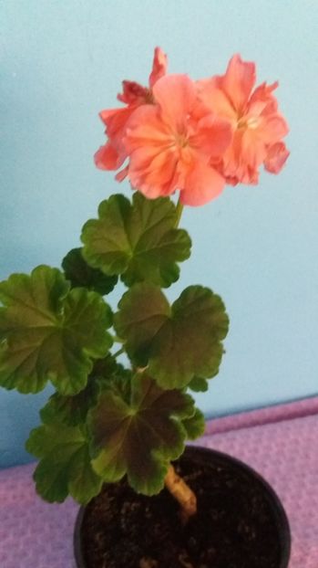  - Black Velvet Samon