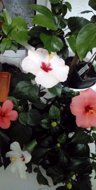 - Hibiscus