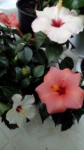  - Hibiscus