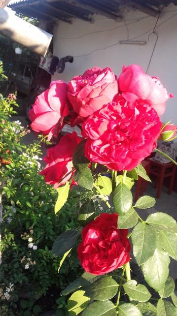  - Eric Tabarly-Red Eden