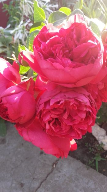  - Eric Tabarly-Red Eden