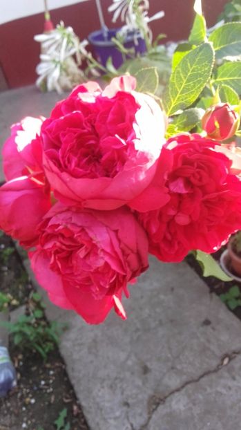  - Eric Tabarly-Red Eden