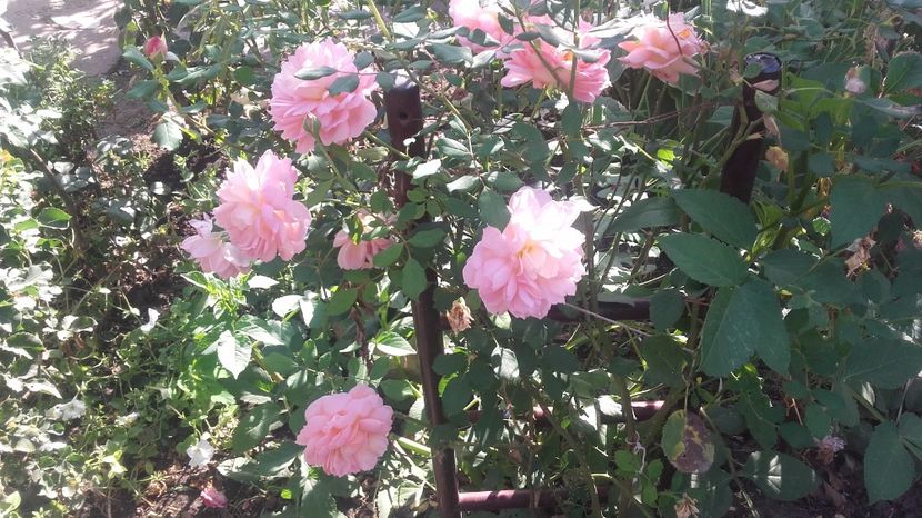  - jubilee celebration