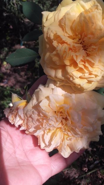  - Sophia Renaissance