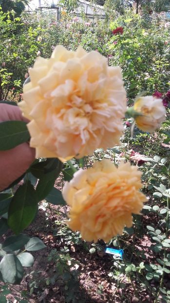 Sophia Renaissance-rezervat - De vanzare-TOAMNA 2020