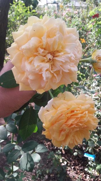  - Sophia Renaissance