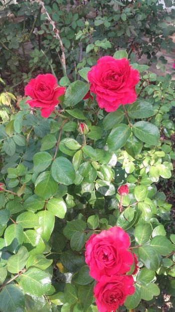  - Red Leonardo da Vinci