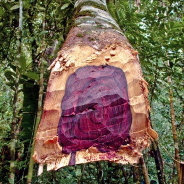 palisandrul-lemnul de trandafir - Rustic caramida-imitatie-piatra-lemn
