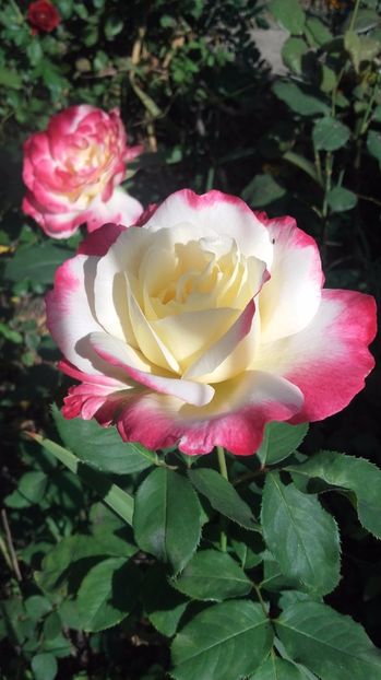  - Pullman Orient Express