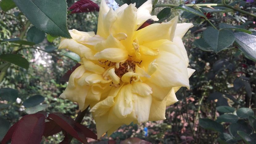  - necunoscut galben 1