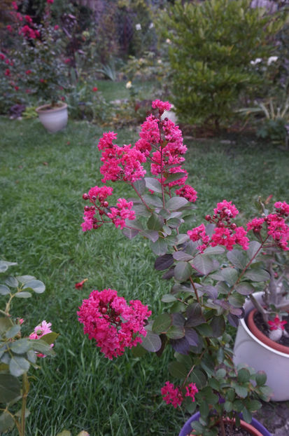  - Lagerstroemia indica